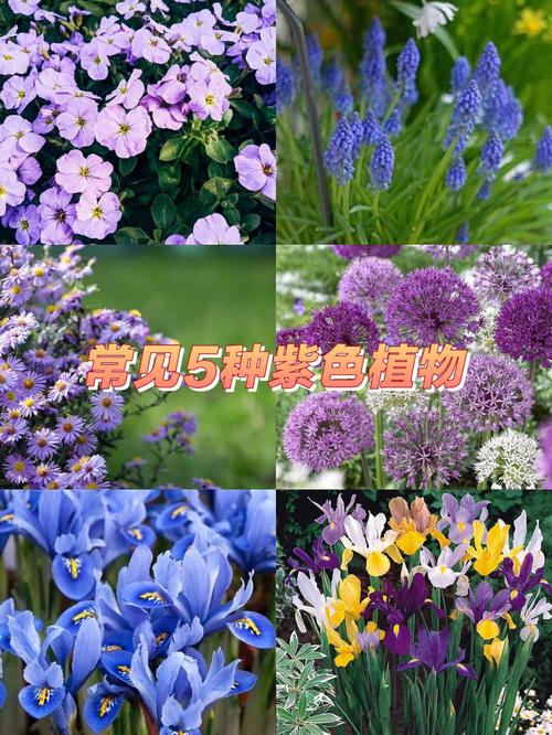 精选材料与植物:构建梦幻基础