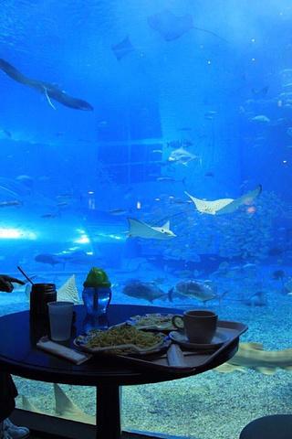 AquaDom,这座高达16米、直径11.5米、总容积达100万升的巨大水族箱,自2003年12月正式对外开放以来,一直是柏林乃至全球游客争相参观的热门景点,它不仅以其庞大的体积和独特的设计吸引了无数目光,更因其内部饲养的80多种、共计1500条价格昂贵的热带鱼而闻名于世,这些热带鱼中不乏动画片《海底总动员》中的经典角色,如小丑鱼和蓝塘鱼,使得AquaDom成为了一个活生生的海底世界。