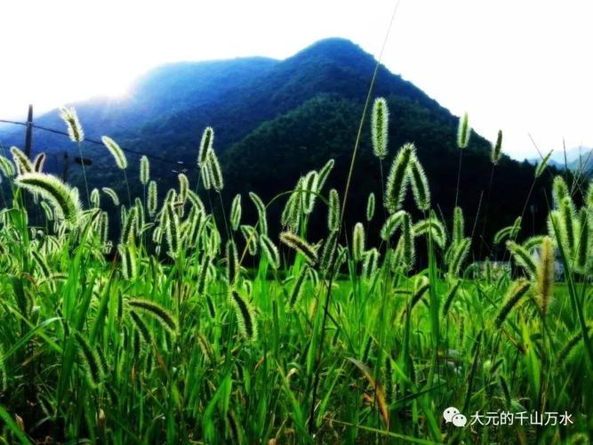 随着视线的转移,我们被带入了一个截然不同的世界——死人手指的领地,这些植物以其独特的形态著称,细长的茎干上密布着形似手指的叶片或果实,表面覆盖着斑驳的纹理,仿佛诉说着古老而神秘的故事,在特定的光线和角度下,它们更显得诡异而迷人,摄影师们巧妙地捕捉了这些元素,通过光影的对比、构图的巧妙安排,让死人手指的奇异之美跃然纸上,引人深思。