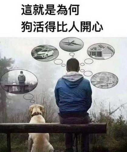 囧图:轻松幽默的解压新宠