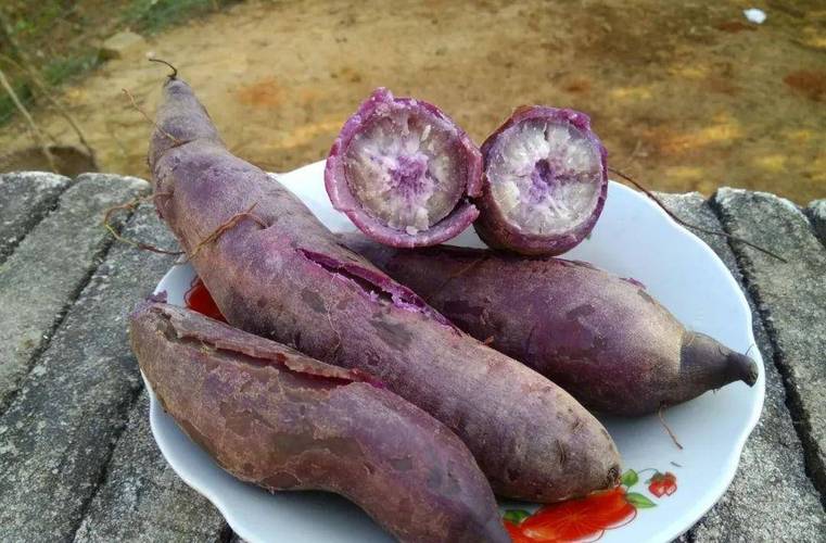 我们需要明确的是,红薯(学名Ipomoea batatas),并非如其名所示,仅仅是一种“薯类”的统称,当我们谈论红薯时,我们指的是这种植物的块根部分,也就是它储存营养、供应生长所需能量的重要器官,在植物学中,块根与块茎虽常被混淆,但二者有着本质的区别,块根如红薯,是由侧根或不定根膨大形成的,内部富含淀粉等营养物质;而块茎,如土豆,则是茎的变态,储存营养的方式和形态均有所不同。
