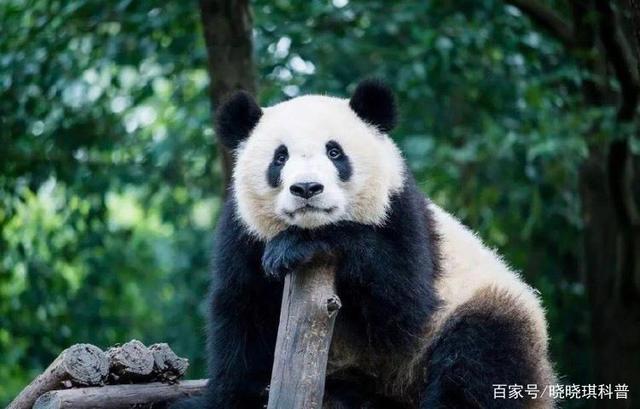 大熊猫,这一被誉为“活化石”和“中国国宝”的珍稀物种,长久以来以其憨态可掬的形象和濒危的生存状态牵动着全球人民的心,2015年,随着一系列科学繁育技术的突破与自然环境的不断优化,大熊猫保护工作迎来了新的春天,在这一年,大熊猫保护研究中心内,一场关于生命与希望的故事悄然上演。