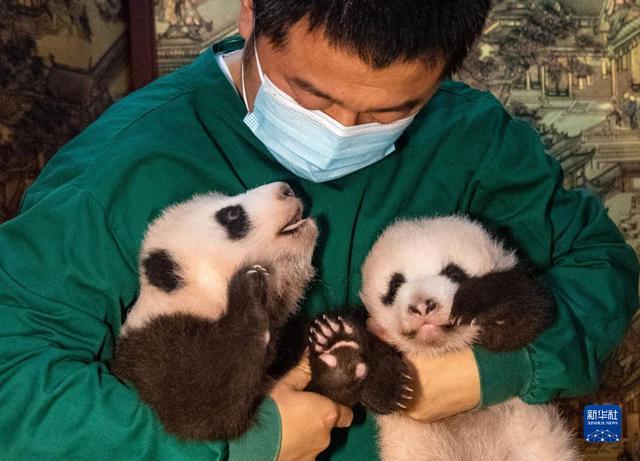 为了确保三胞胎及其他新生大熊猫的健康成长,研究中心的专家们采取了一系列科学有效的措施,从母兽的营养补充到幼崽的精细护理,每一个环节都凝聚着科研人员的心血与智慧,他们利用先进的监测设备,24小时不间断地观察大熊猫母子的生活状态,及时调整饲养方案,确保母兽有足够的乳汁喂养幼崽,同时也为幼崽提供了温暖、安全的生活环境,科研人员还通过人工辅助喂养、疾病防控等手段,进一步提高了大熊猫幼崽的存活率。