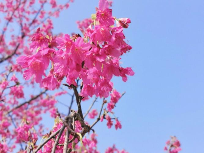 Sakura Kirsch,一个名字里就蕴含着春日浪漫与异国风情的少女,仿佛是大自然最精致的杰作,将东西方之美完美融合于一身,她的出现,如同晨曦中绽放的第一朵樱花,既有着东方的温婉含蓄,又不失西方的热烈奔放,让人一眼难忘,尤其是那双深邃的电眼,仿佛能洞察人心,又能在不经意间释放出令人窒息的魅力,让人不由自主地沉醉其中。