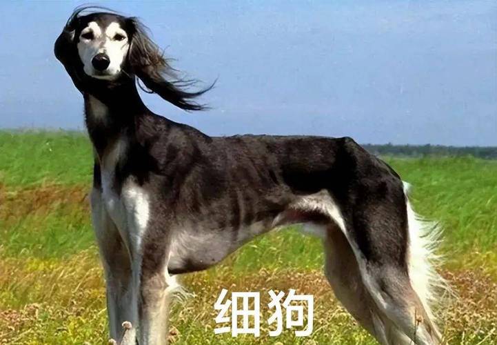 细狗梗的起源与演变