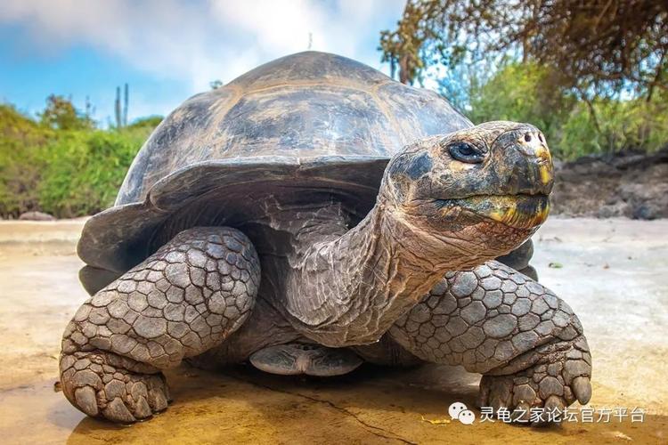 第九名:加拉帕戈斯象龟