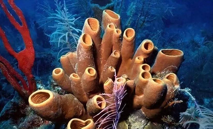 玻璃海绵,一种生活在深海的原始多细胞动物,以其独特的骨骼结构和极长的寿命而著称,它们的骨骼类似于玻璃,因此得名,美国国家海洋和大气管理局的研究人员发现,一种名为春氏单根的玻璃海绵已经存活了约1.1万年,这一发现让我们对海绵这一看似简单的生物群体有了全新的认识,也让我们对深海生态系统的古老和神秘充满了敬畏。