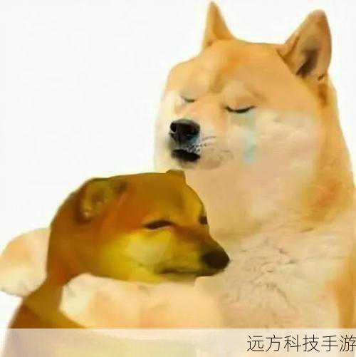 Doge表情包柴犬原型患病,医生称目前情况非常危险