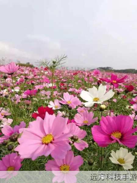 理塘县,格桑花海编织的天空之城与新村小课堂的希望之歌