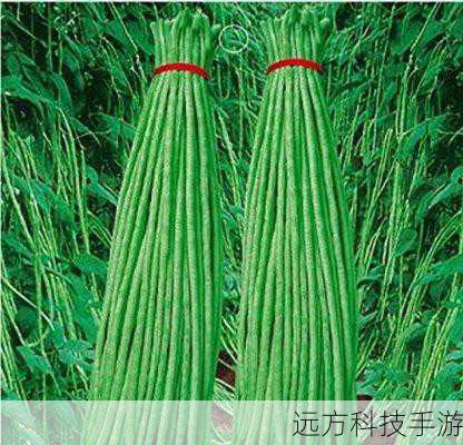 九月青豆角产地之谜,高家村与大梨树村的较量