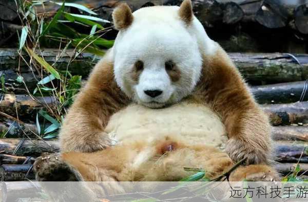 揭秘自然之谜,棕色小熊猫,是大熊猫的宝宝吗?