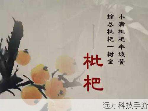 枇杷与柚子,小满节气的时令之选——蚂蚁庄园小满知识揭秘