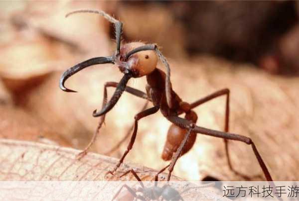 探索自然奇迹,蚂蚁庄园中的最完整、最轻薄衣物之谜