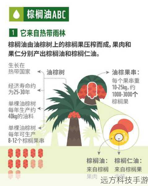 棕榈油，源自油棕的金色液体——蚂蚁庄园的真相探索