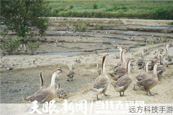 贵州平坝灰鹅,肖家村的骄傲与蚂蚁新村的探索