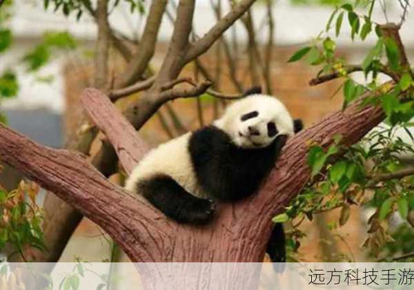 揭秘棕色小熊猫与大熊猫的亲子之谜,蚂蚁庄园4月29日趣味科普