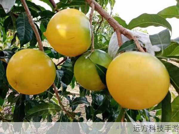 国产榴莲崛起,水果之王国产化新篇章,首批佳果六月盛放市场