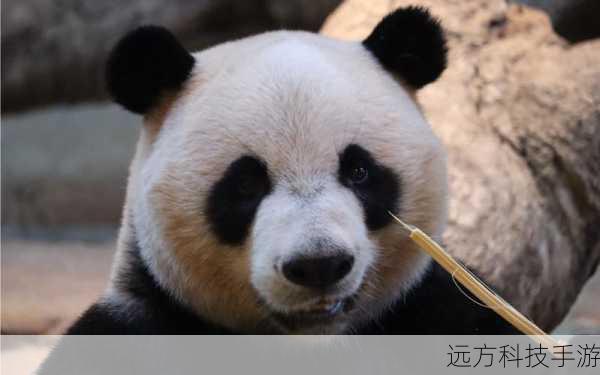 揭秘大熊猫的餐桌秘密,小鸡宝宝考考你,大熊猫爱吃的竹子究竟是何方神圣?