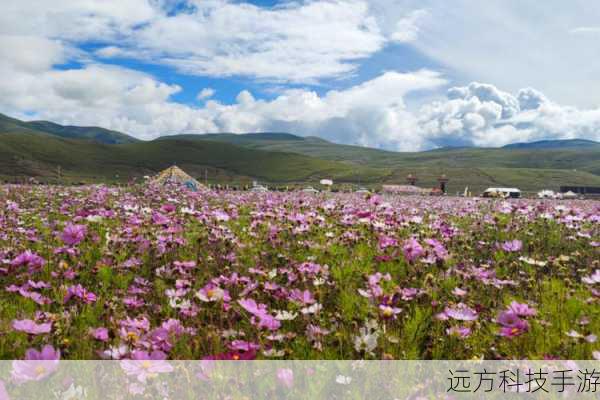 格桑之意,探秘蚂蚁新村理塘县的格桑花海