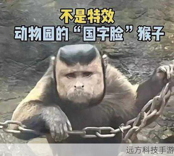 绷不住了！动物园国字脸络腮胡猴子走红，一场笑喷全网的奇妙邂逅