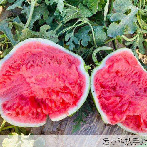 蚂蚁新村无籽西瓜，揭秘实现无籽西瓜的技术