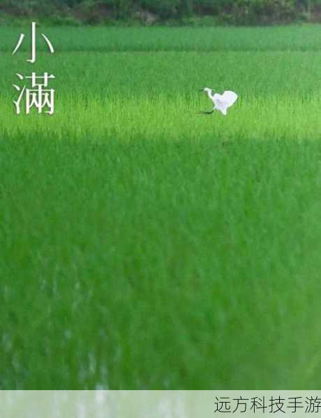小满节气与农耕智慧,小满不满干断田坎的蚂蚁庄园启示录