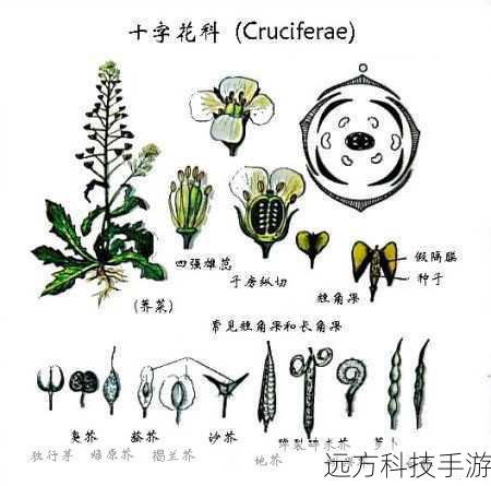 健身人士钟爱的花椰菜,解密其科属归属——十字花科