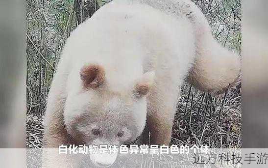 全球唯一的白色大熊猫确认为雄性,卸妆的国宝,依旧魅力无限