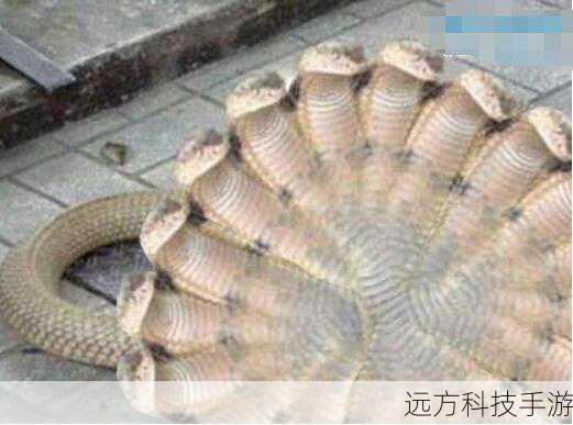 印度神庙惊现五头蛇，盘点全球奇特异形动物