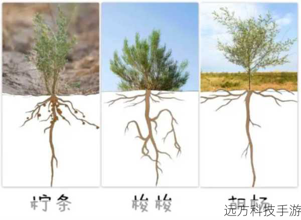 世界上最短命的种子植物,揭秘蚂蚁新村种子答案1.17背后的梭梭树