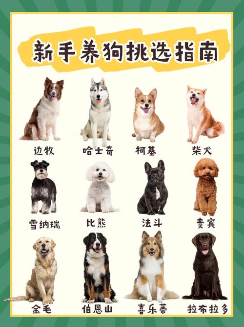 宠物选择