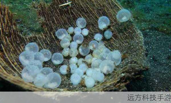 购买神秘的卵