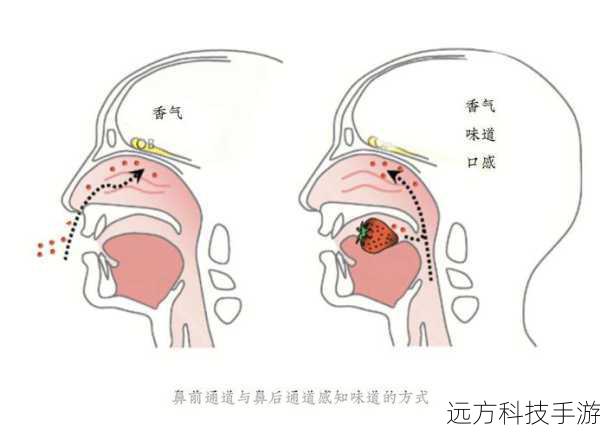 从神经科学的角度来看,甜与咸两种味道分别由不同的味觉受体识别,并通过不同的神经通路传递到大脑,当这两种味道同时出现时,它们会在大脑皮层中发生交互作用,产生新的味觉印象,这种交互不仅丰富了味觉体验,还可能触发大脑中的愉悦中枢,带来更加深刻的满足感。