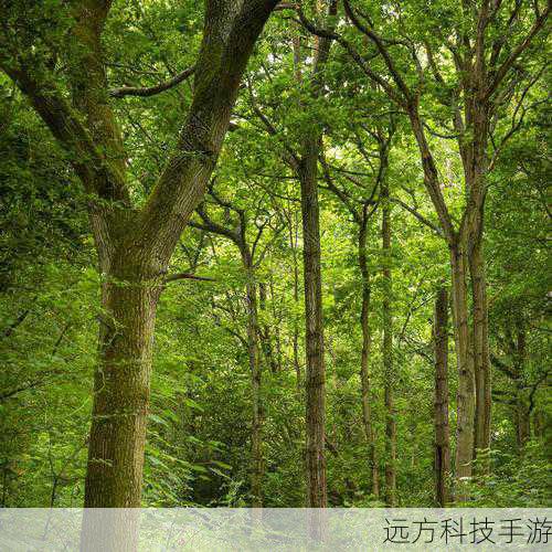 进入特隆的森林区域,这里景色优美但也隐藏着不少危险,你要穿越茂密的树林,跨过湍急的河流,同时应对野生动物和其他未知的威胁。