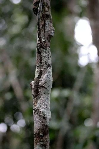 1、城市地图:建筑物众多,适合躲藏者利用各种建筑物进行伪装和隐藏,寻找者要仔细检查每一个房间和角落。