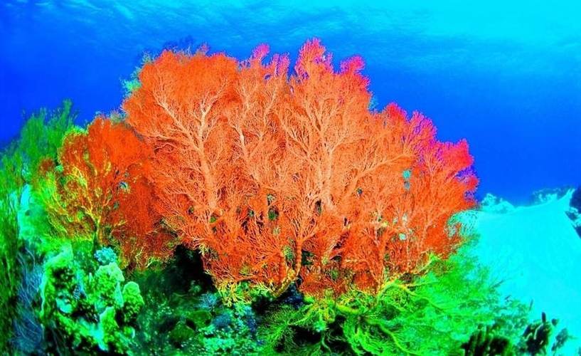 除了在陆地上寻找,水下世界也不能忽视,有些海螺可能隐藏在浅海的珊瑚丛中,或者是在深不可测的海底洞穴里,玩家需要勇敢地潜入水中,运用自己的游泳技能,去探寻那些水下的秘密。
