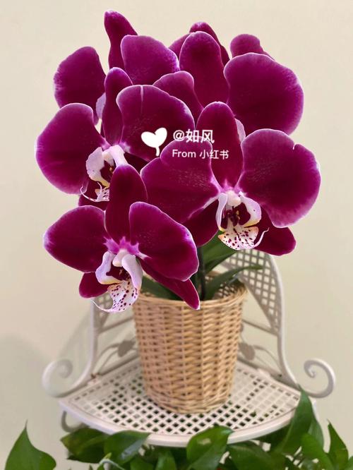 “幻影花”也是玩家原创植物中的一颗璀璨明珠,它的花瓣呈现出五彩斑斓的幻影效果,十分迷人,幻影花的独特之处在于它可以制造出多个幻影分身,这些分身具有和本体相似的外观,但没有实际的攻击力,它们却可以有效地迷惑僵尸,让僵尸们分不清真假,从而分散僵尸的注意力,在面对大规模僵尸进攻时,幻影花的这一技能能够起到很好的牵制作用,为其他植物的攻击创造有利条件。