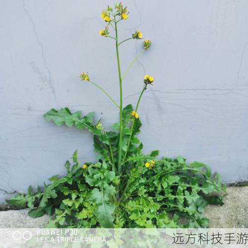 在这个过程中,田小草展现出了无比的坚强和毅力,她不怕吃苦,不怕受累,只为了让家人过上更好的生活,她的善良也感染了周围的人,赢得了大家的尊重和喜爱。