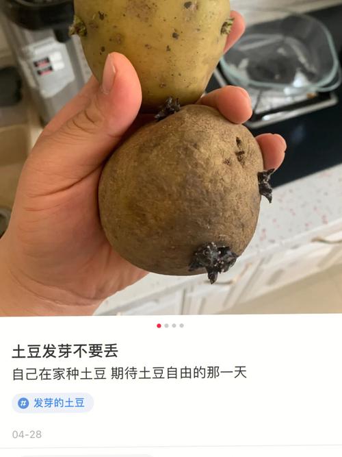 当主角们面对土豆时,他们的反应各不相同,有的看到了它的实用价值,有的则从中发现了更深层次的意义,这种对同一事物的不同理解和诠释,反映了人性的多样性和复杂性,而正是这种多样性,使得故事更加丰富多彩。