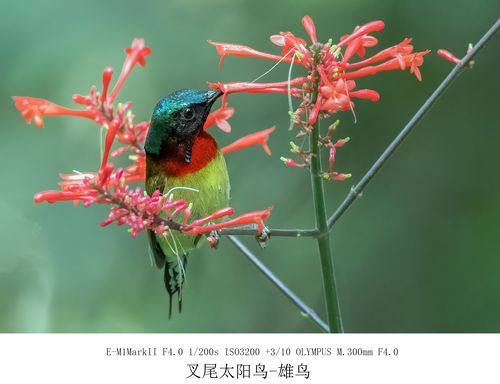 在繁殖季节,太阳鸟(雄鸟)之间的领地争夺尤为激烈,它们会通过展示自己最为绚丽的羽毛,发出响亮的鸣叫声,甚至进行空中格斗来宣示主权,这些场景对于生态摄影师来说,是难得的拍摄机会,通过高速连拍,可以捕捉到太阳鸟在空中翻腾、追逐的每一个精彩瞬间,展现出它们勇敢而充满激情的一面,利用自然光线的变化,营造出强烈的视觉冲击力,让观者仿佛置身于那片充满生命力的热带雨林之中。