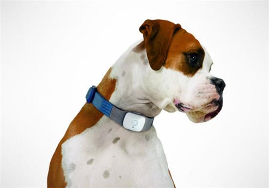 1、追踪技术:宠物侦探可以运用追踪技术,如追踪犬、追踪器等,来寻找宠物的踪迹。