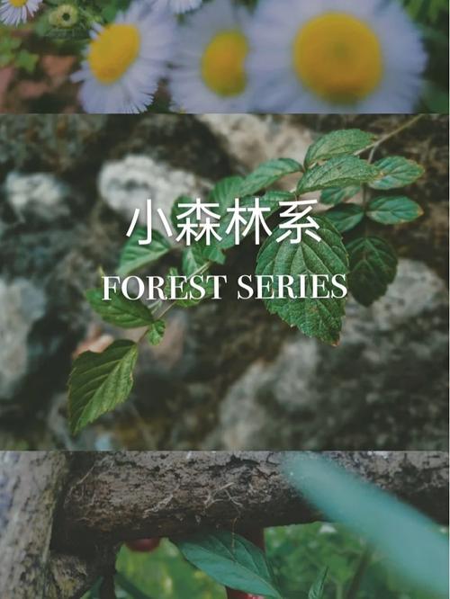 2.Forest:专注力培养的小森林