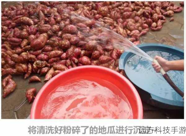 将选好的红薯放入清水中,轻轻搓洗去表面的泥土和杂质,然后用厨房纸巾擦干水分,是一个可选但推荐的步骤——用叉子在红薯表面轻轻扎上几个小孔,这样做不仅能让红薯在烤制过程中更好地排气,还能促进内外受热均匀,使红薯烤得更加透彻。