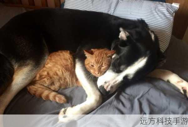 1、结合共同爱好:如果你和你的伴侣都喜欢某种动物,比如猫咪或者狗狗,可以将“奶凶”与动物的形象结合起来,如“喵喵小兽”、“汪汪大侠”。