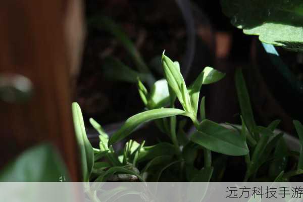 闪电之舞:优先级高于其他辅助技能,确保在战斗中能快速积累能量,提高整体输出效率。