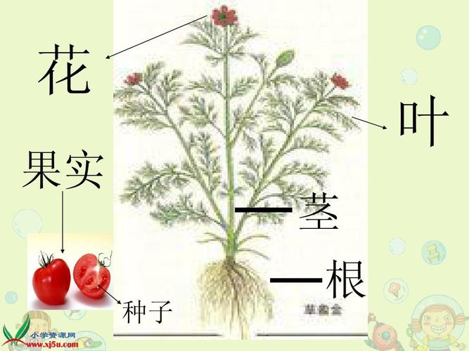 - 采用层次布局,高输出植物放在前线,辅助植物和控制型植物用于支持和牵制。