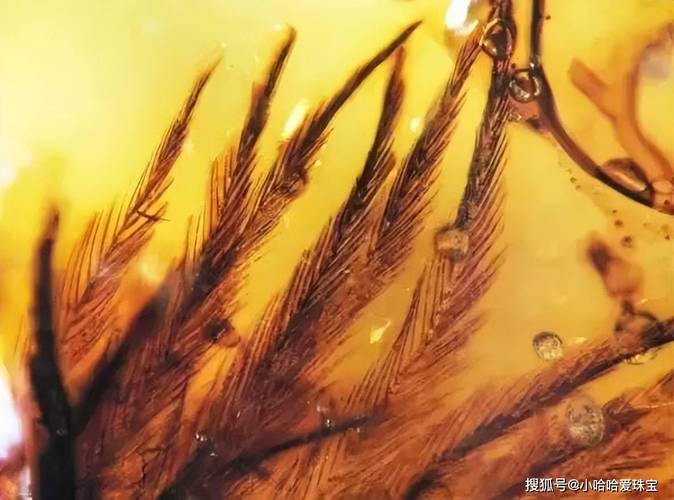 Q2: 是否有特定职业能更容易获取远古琥珀？