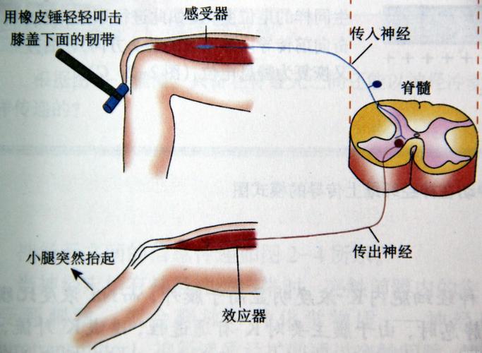 Reflection反射,顾名思义,就是通过反射机制来访问和操作类、接口、字段、方法等元素的一种手段,在Java中,通过java.lang.reflect包下的类和接口,如Class、Field、Method等,我们可以实现对程序运行时的类进行动态的分析、修改和控制。