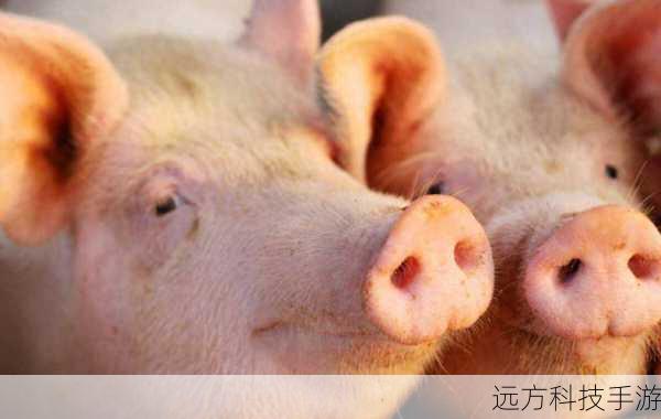 Q2:如何提高红眼职业的生存能力?