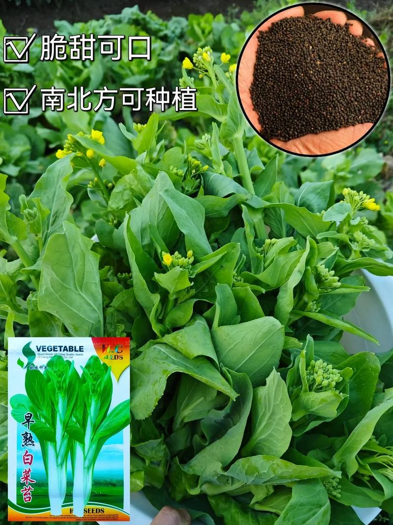 A:提高得分的关键在于快速且准确地识别歌曲,除了上述提到的技巧外,熟悉不同类型音乐的基本特征和流行趋势也有助于提高反应速度,合理使用游戏内的提示道具和道具商店的物品也是提升得分的有效手段。